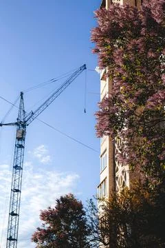 Construction crane and blooming trees by a building in an urban area during.. Фото