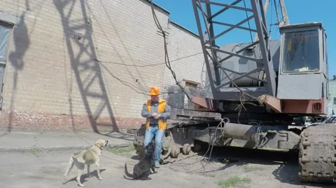 Construction crane operator lunches with stray dogs. pye-dog Video stock 52656741