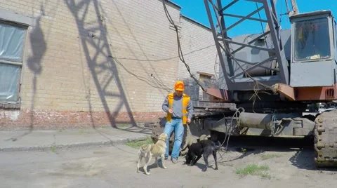 Construction crane operator lunches with stray dogs. pye-dog 库存影片 52656933