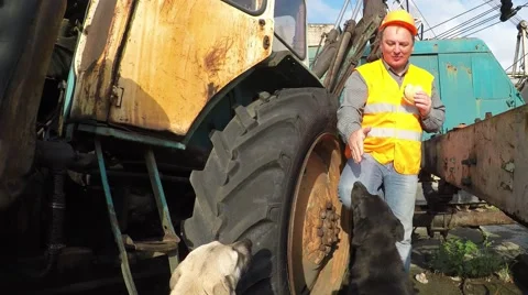 Construction crane operator lunches with stray dogs 库存影片 53241054