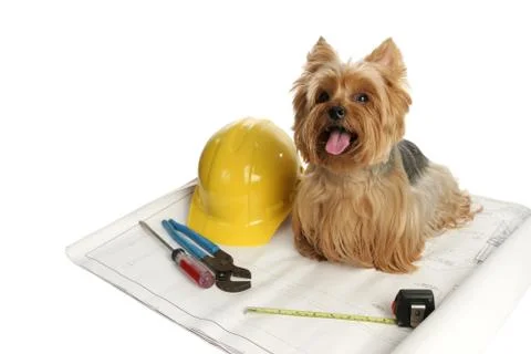 Construction Dog Stock Photos