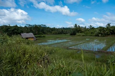 Construction of a house in the middle of rice fields Stock Photos
