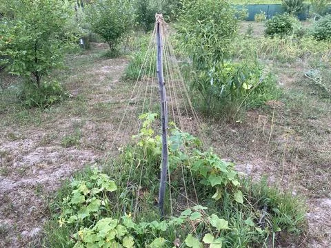 Construction of plant stem tension thread 스톡 사진