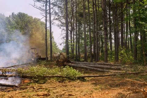 Construction site with uprooted forest being burned in order to build houses Foto stock