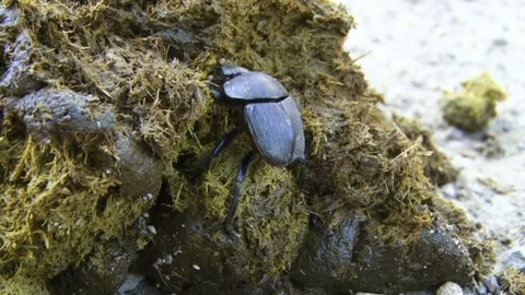 The construction stage of a dung ball by a dung beetle Stock Footage 71050119