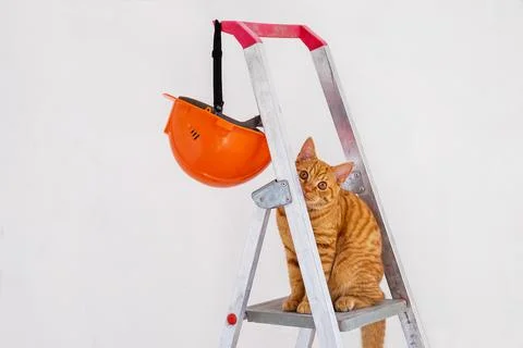 On construction stepladder, protective helmet and funny young red cat Stock Photos