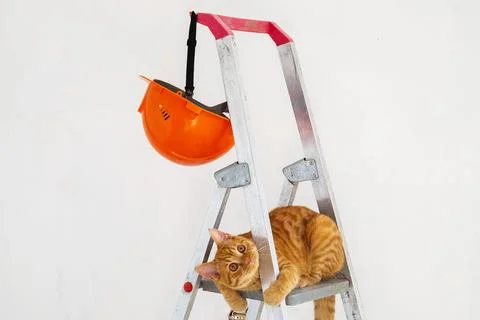 On construction stepladder, protective helmet and funny young red cat Stock Photos