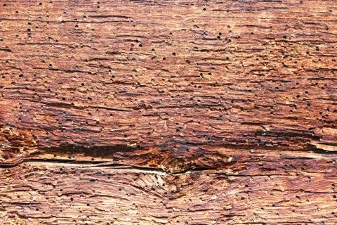 Construction wood damaged by insect attack ( Lyctus brunneus ) Stock Photos