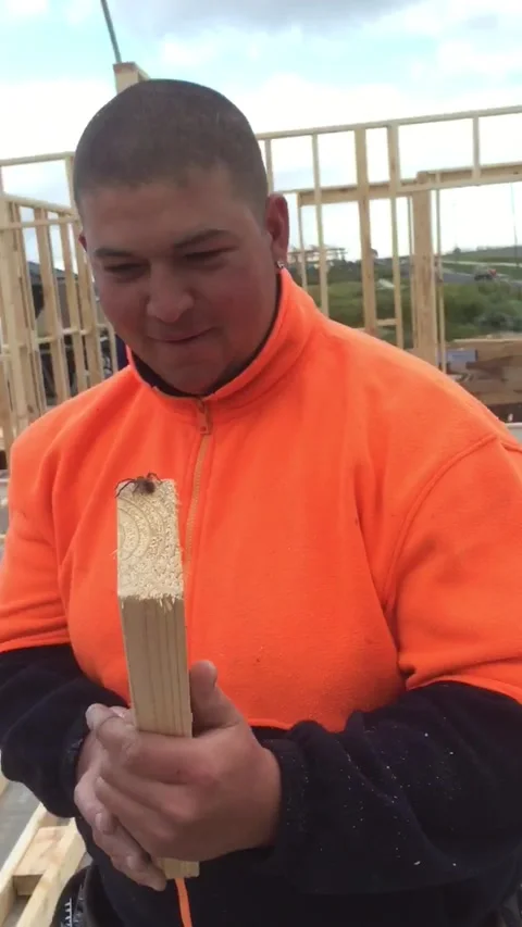 Construction Worker Accepts $20 to Eat a Spider - 27 Oct 2016 Stock Footage 205297321
