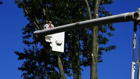 Construction Worker trims trees Stock Footage 73777560