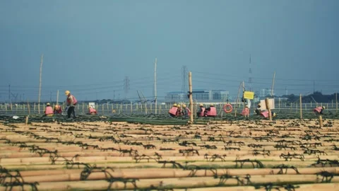 Construction Workers at Bamboo Sheets on High way Road Project Stock Footage 306851660