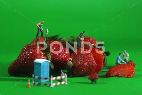 Construction workers in conceptual food imagery with strawberries Stock Photos