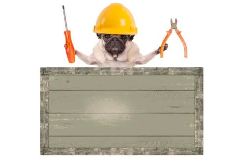 Constructor pug dog holding pliers Stock Photos