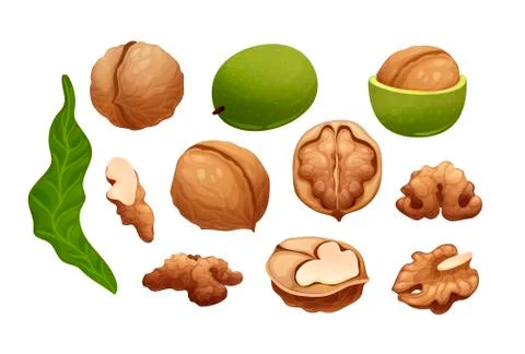 Constructor with the stages of walnut growing Stock Illustration