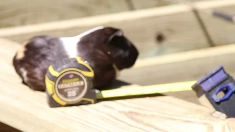 Constuciton with Guinea Pig Stockbeeldmateriaal 197445943