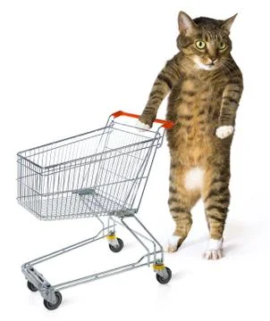 Consumer cat Stock Photos
