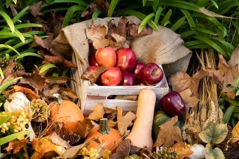 Container of Apples and Pumpkins Stock Photos