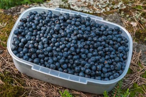 Container with blueberries. Stock Photos