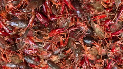 CONTAINER OF COLORFUL LIVING CRAWFISH Stock Footage 340298095