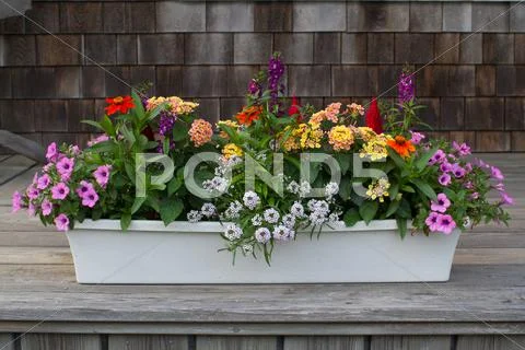 Container Flowers On Deck