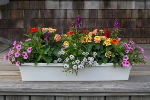 Container Flowers on Deck Stock-Fotos