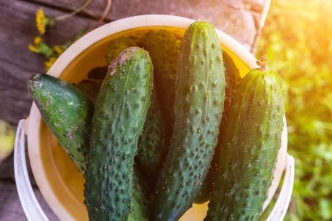Container with fresh cucumbers close up view 库存照片