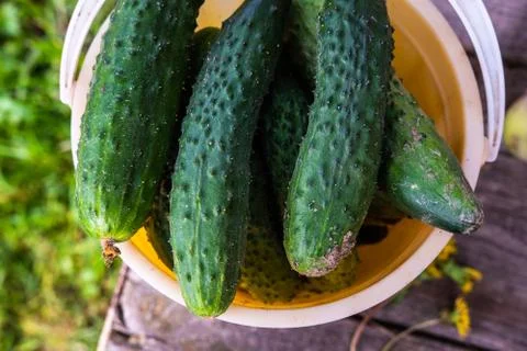 Container with fresh cucumbers close up view 스톡 사진