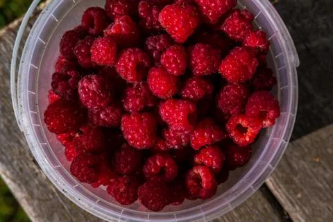 Container with fresh raspberry close up view 스톡 사진