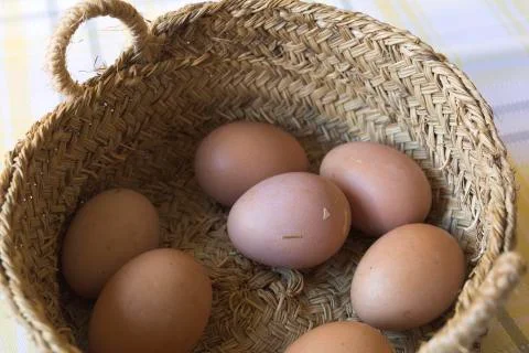 Container with freshly hens eggs. Stock Photos