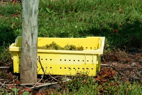 Container of freshly picked grapes Stock Photos
