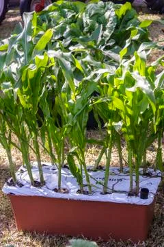 Container Garden pot of corn Stock Photos