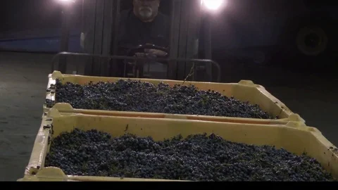 Container of grapes added to a row of crates in warehouse, 4K. Stock Footage 85414076