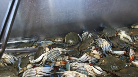 Container of live crabs being sold at a supermarket Stock Footage 256142080