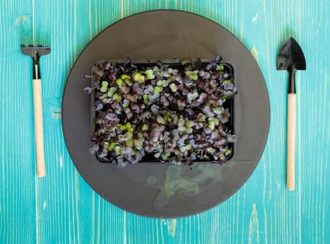 A container with micro-greenery on a black plate and miniature gardening tools Stock Photos