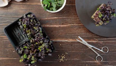 A container with micro greenery, scissors and a black round plate. Top view on a Stock Photos