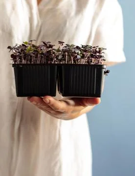 A container with micro greenery on a woman's outstretched hand. Close-up Stock Photos