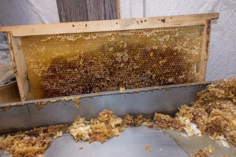 Container for opening cells. Released empty honeycomb Stock Photos