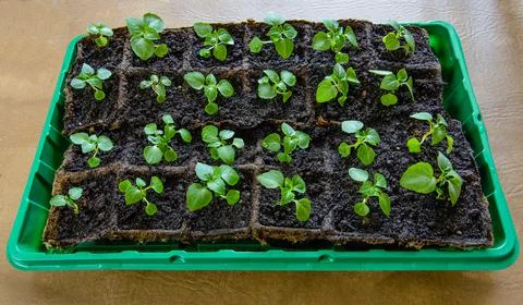 The container for the peat pots with seedlings. Stock Photos