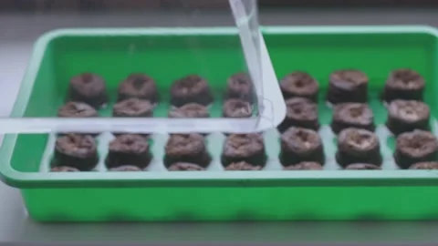 Container with peat tablets for growing vegetables. Stock Footage 150758649