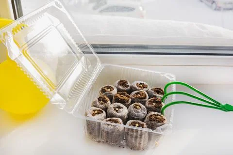 A container with peat tablets is on the windowsill Stock Photos