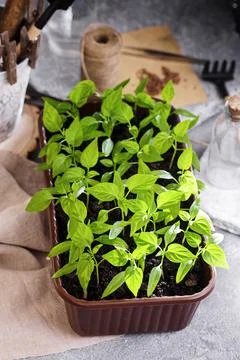 Container with pepper seedlings plants Stock Photos