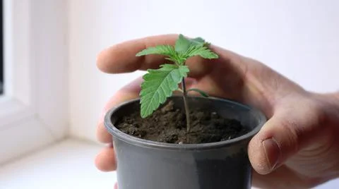 Container with seedlings in hand by the window Stock Photos