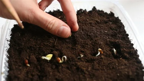Container with soil close-up. A person punctures the ground and plants a sproute Stock Footage 131822371