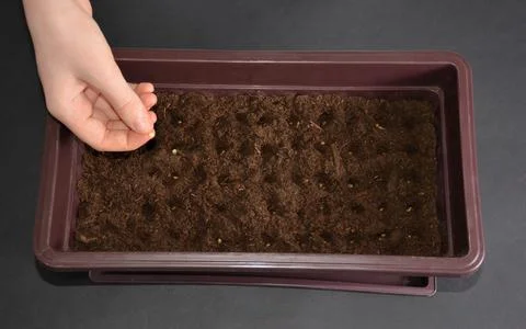 A container with soil for seeds. Stock Photos