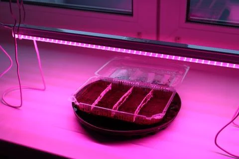 Container with soil on the windowsill near the window under the lamps for p.. Stock Photos