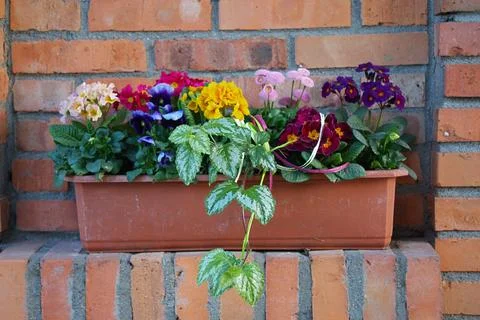 A container of spring flowers, mostly violets, primroses and daises Stock Photos
