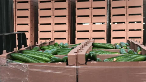 Container trolley carrying stack of fresh organic cucumber harvest vegetable Stock Footage 220021717