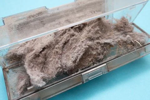 Container in the vacuum cleaner is completely clogged with dust and dirt. House Foto stock