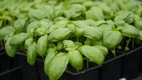 Containers with basil in the greenhouse Stock Photos