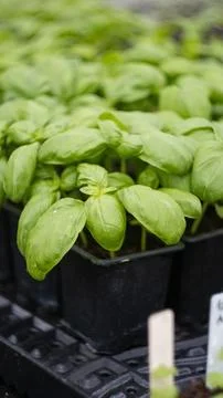 Containers with basil in the greenhouse Foto stock